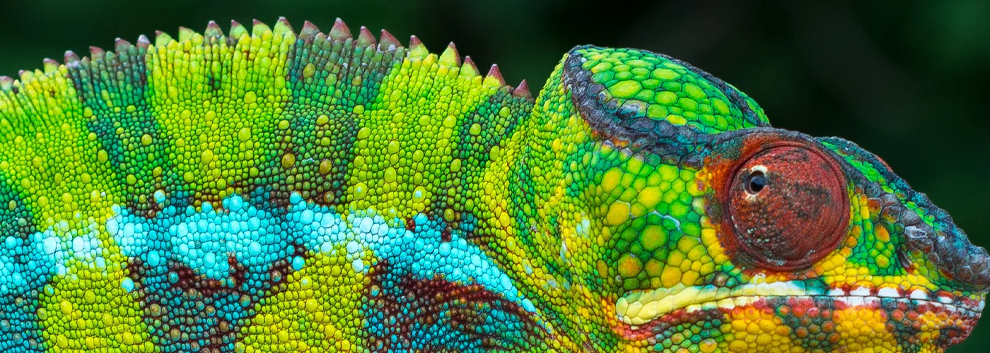 close up photo of a brightly colored chameleon 